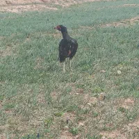 جوجه مرغ لاری افغان