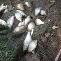 فروش ویژه بچه ماهی|ماهی|قائم‌شهر, |دیوار