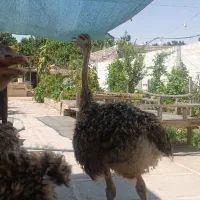 شترمرغ