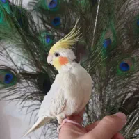 عروس هلندی دستی همراه با قفس بزرگ ۶۰ در ۸۰