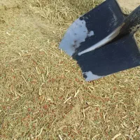 خارشتر