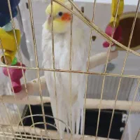 دوتا عروس هلندی نر وماده یک سال و نیمه .