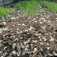 کود حیوانی|خدمات باغبانی و درختکاری|رشت, گلسار|دیوار