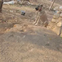 سگ سرابی اصیل