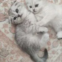 بچه گربه