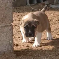 فروش سگ الابای اصیل نگهبان وارداتی نر و ماده