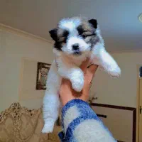 پامر روباهی عروسکی|سگ|رشت, دیانتی|دیوار