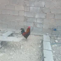 خروس برای فروش|حیوانات مزرعه|آبدان, |دیوار