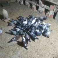 کبوتر پلاکی