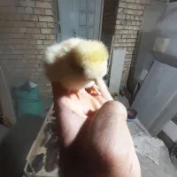 جوجه کاکولی و گردن لخت