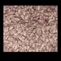 لوبیا چیتی تازه|خوردنی و آشامیدنی|رزن, |دیوار