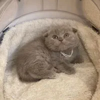 گربه یک دوست ملوس برای شما|گربه|شیراز, حومه شیراز|دیوار