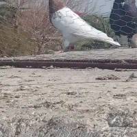 کفتر کله ای