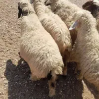 میش و شیشک