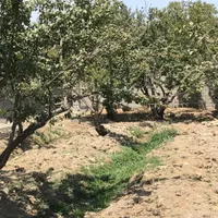 430متر باغ سند تک برگ چهاردیواری شده|فروش زمین و ملک کلنگی|تهران, سازمان آب|دیوار