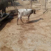 گوساله ماده