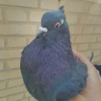کبوتر رنگی