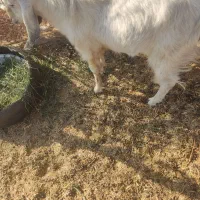 کهره نر چاغ|حیوانات مزرعه|فاریاب, |دیوار