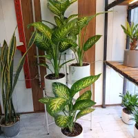 حراج گل های آپارتمانی.دیفن شامادورا فیکوس