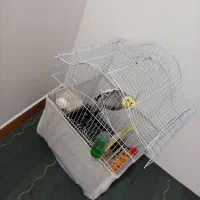 عروسی هلندی نر|پرنده|رویان, |دیوار