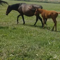 فروشی مادیان