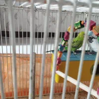 یک جفت مرغ عشق نر و ماده|پرنده|شاهین‌شهر, عطار|دیوار