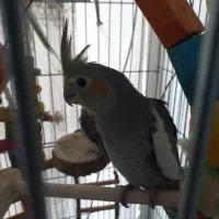 عروس هلندی تازه دون خور وآماده تربیت وآموزش