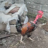 فروش خروس محلی گردن لخت