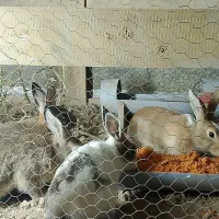 خرگوش|موش و خرگوش|برخوار, |دیوار