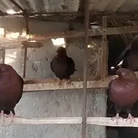 کبوتر ارشینگل