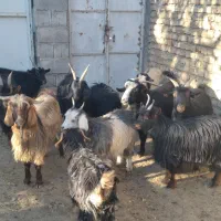 با سلام فروش تعدادی بز