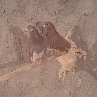 یکجفت کبوتر تهرونی سرخ دم سرور پرشی