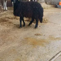 بره قوچ هموهترو