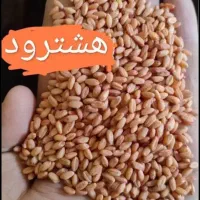 گندم هشترود  بذر اصلاح شده