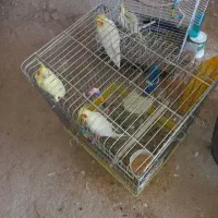 عروس هلندی بالغ لوتینو