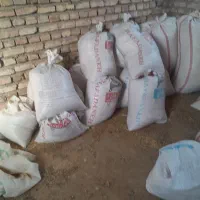 گندم وجو