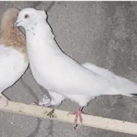 نر کله دار باخت رفته