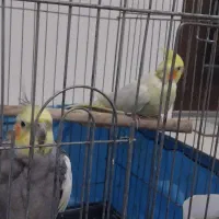 جفت عروس هلندی تخم گذار|پرنده|ری, سرتخت|دیوار