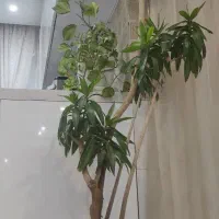 درختچه بامبو خاکی (پیلهموا) ریشه بنسای|گل و گیاه طبیعی|تهران, جردن|دیوار