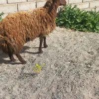 میش و بره قوچ افشاری