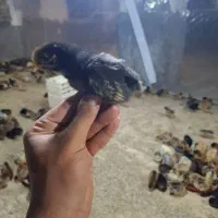 جوجه محلی۷روزه اردک جوجه رنگی از مرغ خروس محلی|حیوانات مزرعه|سیرجان, |دیوار