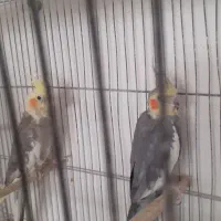 عروس هلندی نر و ماده مولد همراه ۳ عدد تخم