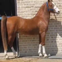 کره مادیان اصالتدار پدرش مادرش گذاشتم ۸ماه قدبلند