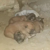 سگ  پاکوتاه