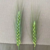 کود مایع هیومیک برند سبوسیب بمب بذرمال|خدمات باغبانی و درختکاری|دهگلان, |دیوار