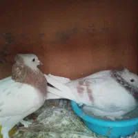 کبوتر جفت و دوتا ماده درجه یک