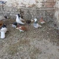 کفتر