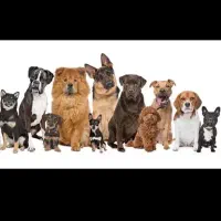 سگ پیدا شده