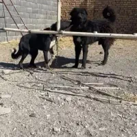 واگزاری سگ قهدریجان|سگ|رودشت (اصفهان), |دیوار