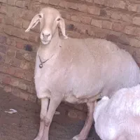 میش وبره بوری